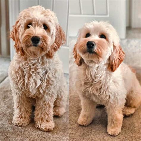 Best Of Looking After A Cockapoo