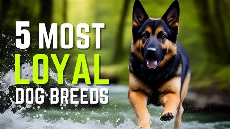 Best Of Loyal Dogs