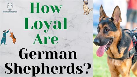 Best Of Loyal German Shepherds