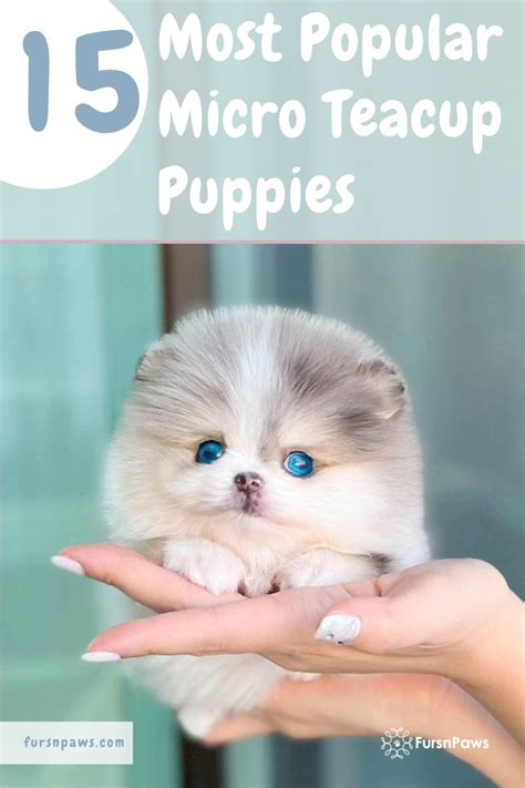 Best Of Micro Puppies