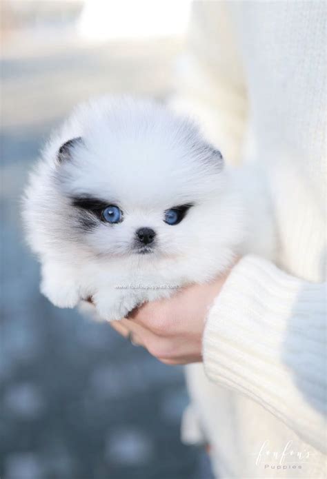 Best Of Micro Puppys For Sale