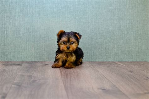 Best Of Micro Yorkie