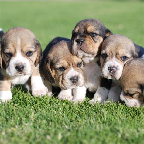 Best Of Mini Beagle