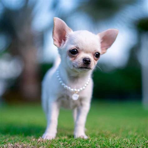 Best Of Mini Chihuahua