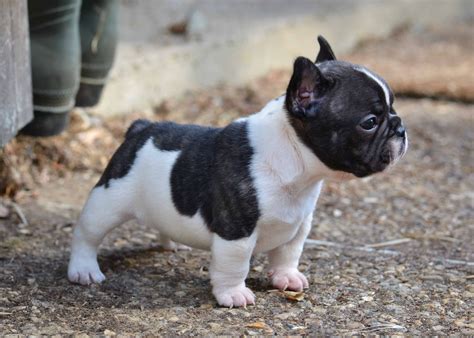 Best Of Mini French Bulldog