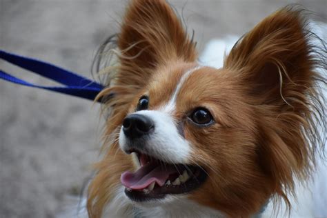 Best Of Papillon Dogs