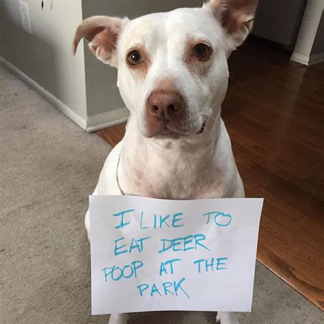Best Of Pictures Of Dog Shaming