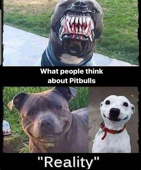 Best Of Pitbull Meme