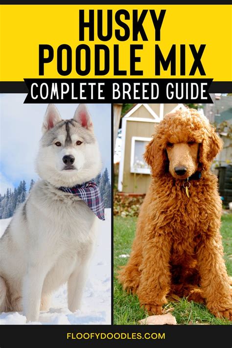 Best Of Poodle Mix With Husky