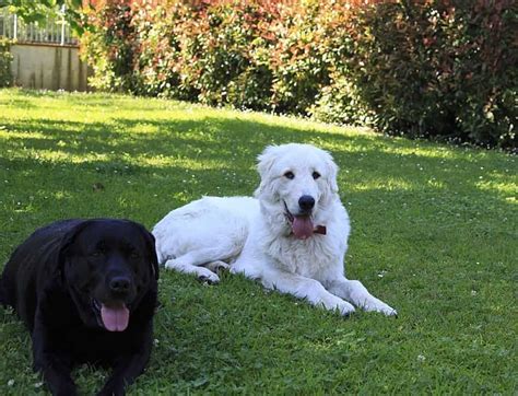 Best Of Pyrenees Lab Mix