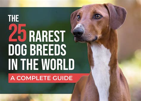 Best Of Rarest Dog In The World