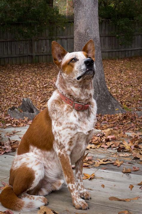 Best Of Red Cattle Dog
