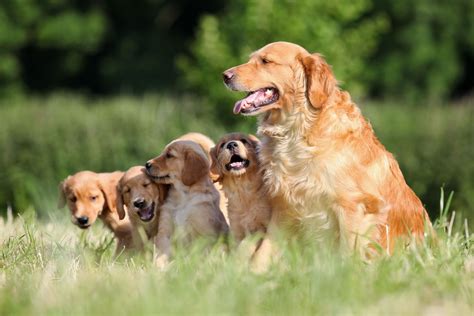 Best Of Retriever Meaning