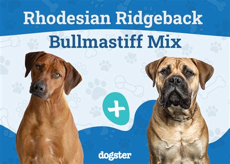 Best Of Rhodesian Ridgeback Cross Bull Mastiff