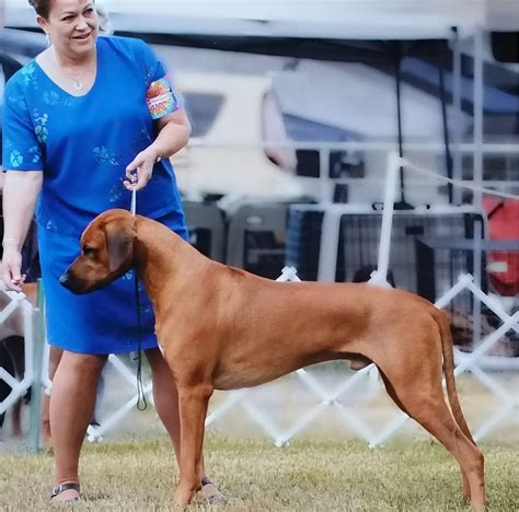 Best Of Rhodesian Ridgeback Protecting Owner