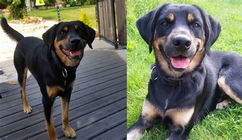 Best Of Rottweiler Mix Labrador