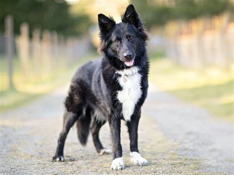 Best Of Shepherd Collie