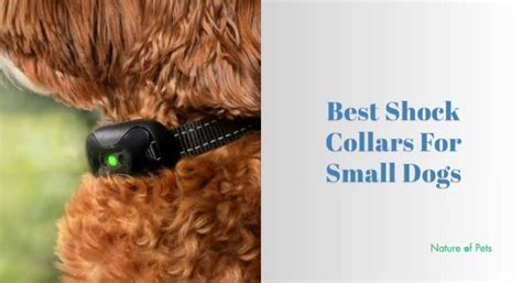 Best Of Shocking Collars For Dogs