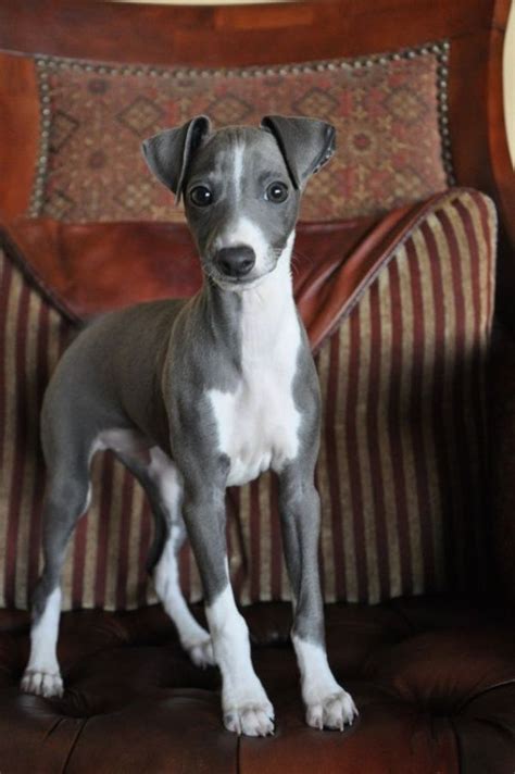 Best Of Small Whippet Dog