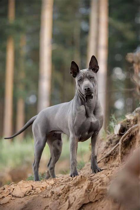 Best Of Thai Ridgeback