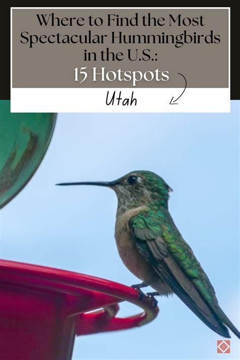 Best Of The Most Spectacular Hummingbirds
