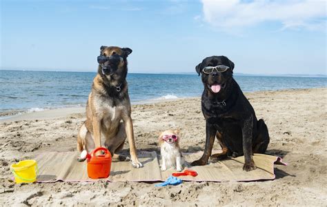 Best Of Vacation With Dog
