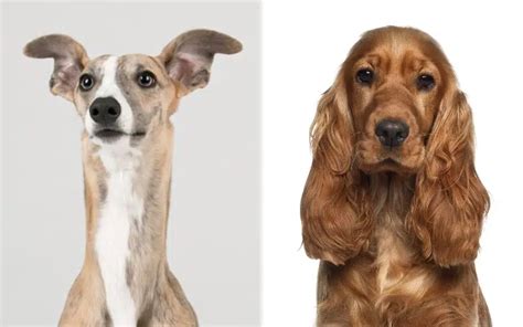 Best Of Whippet Cross Spaniel