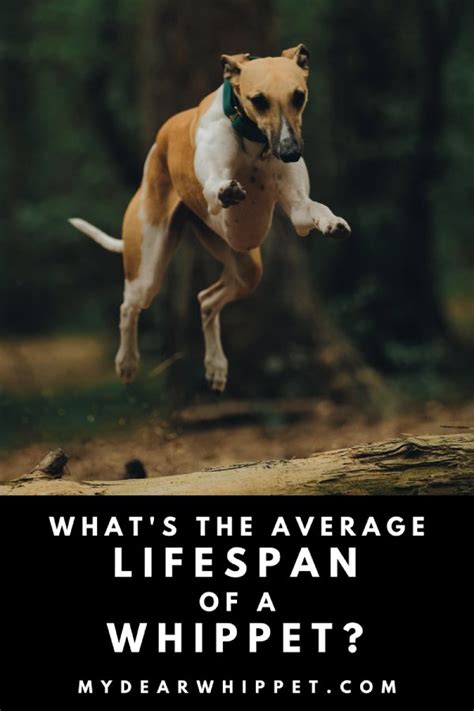 Best Of Whippet Life Expectancy