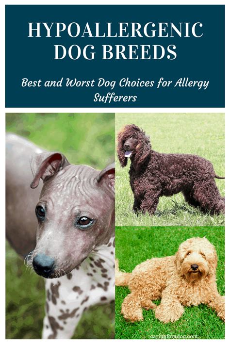 Best Of Worst Dogs For Allergies