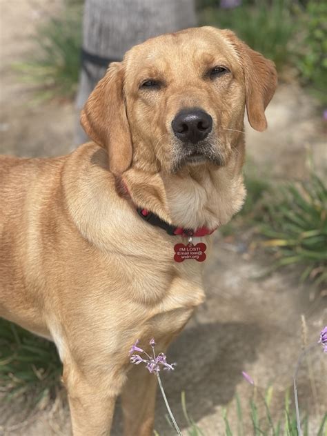 Best Of Yellow Lab Golden Retriever Mix