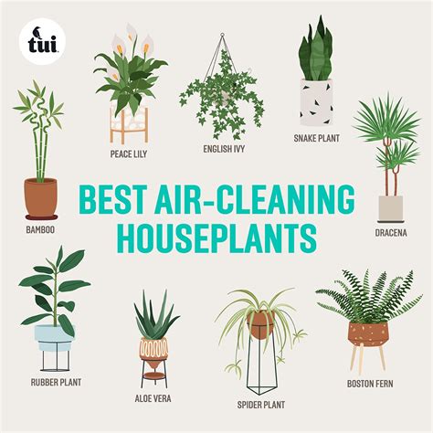 Best Outdoor Plants For Clean Air