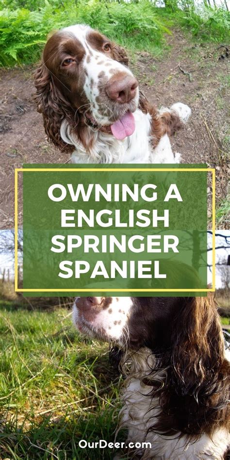 Best Owning A Springer Spaniel