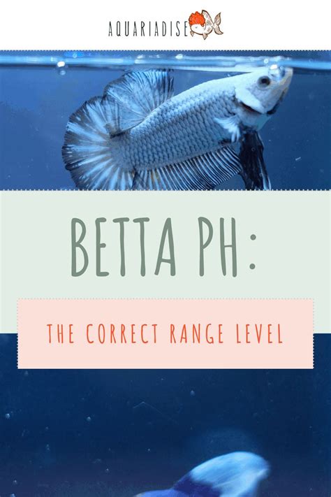 Best Ph For Betta