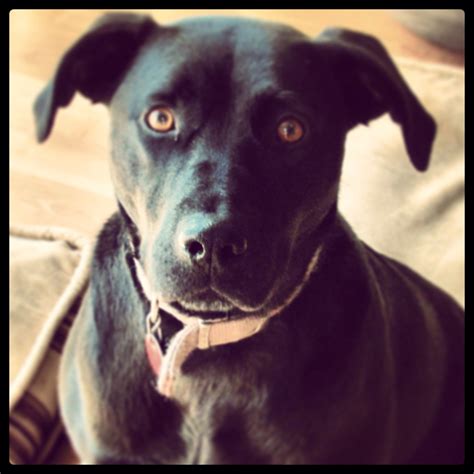 Best Pit Bull Labrador Mix