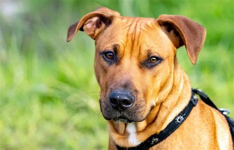 Best Pitbull Cross Ridgeback