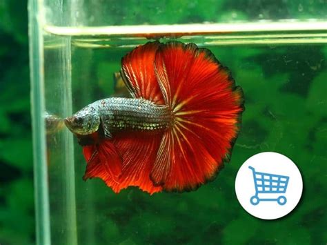 Best Place To Buy Betta Fish