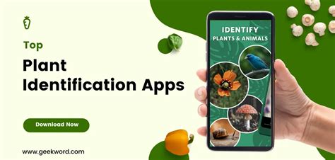Unleash Your Inner Botanist: Discover the Top Plant Identification App to Perfectly Identify Every Leaf and Bloom!