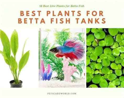 Best Plants For Betta Tanks