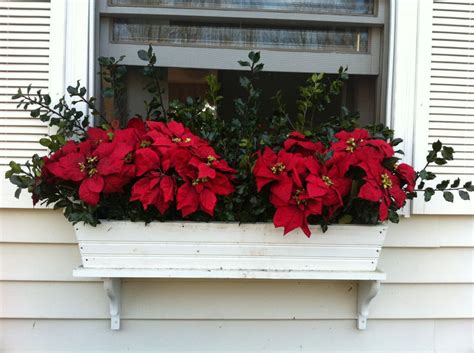 Best Plants For Winter Window Boxes