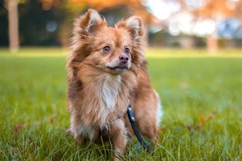 Best Pomchi Temperament