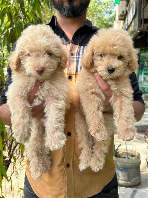 Best Poodle Dog Price