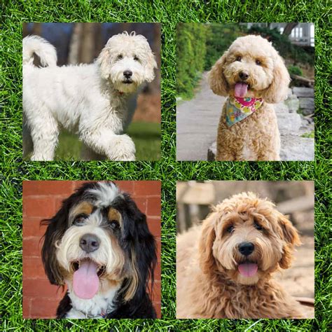 Best Poodle Mixes Dogs