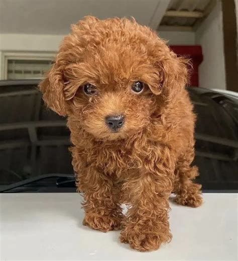 Best Poodle Teacup