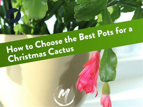 Best Pot For Christmas Cactus