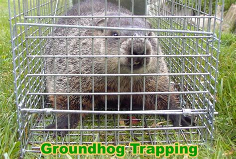 Best Practices for Groundhog Trapping