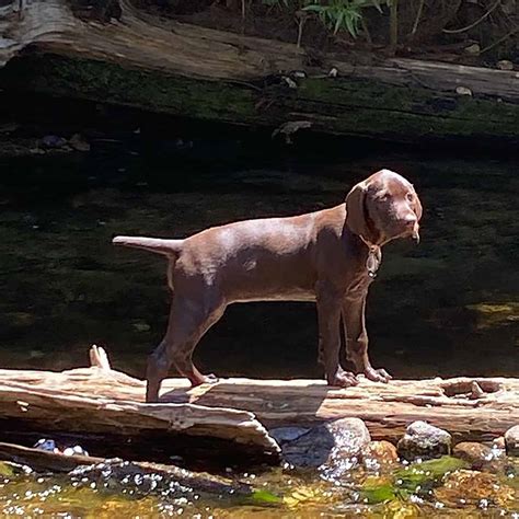 Best Pudelpointer