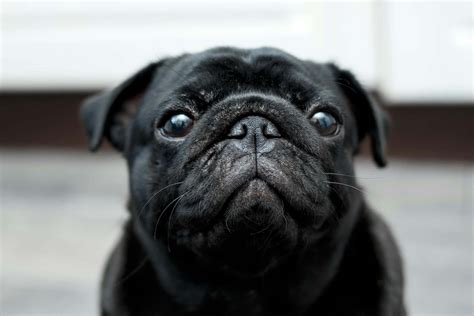 Best Pug Black