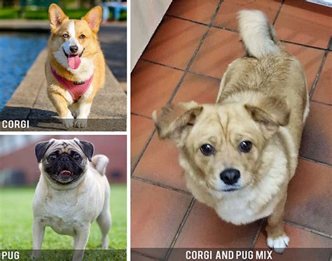 Best Pug Corgi Mix