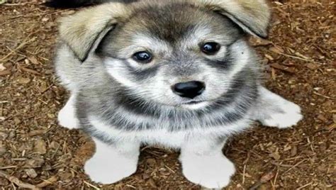 Best Pug Husky Mix For Sale