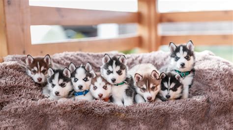 Best Pup Husky